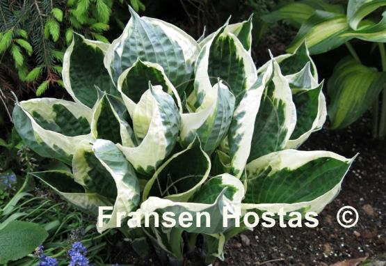 Hosta Minuteman